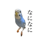 代弁インコちゃん（個別スタンプ：4）