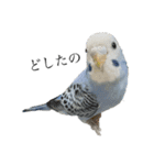 代弁インコちゃん（個別スタンプ：5）
