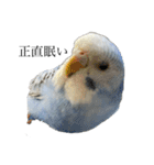 代弁インコちゃん（個別スタンプ：7）