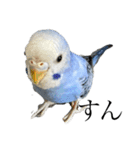 代弁インコちゃん（個別スタンプ：8）