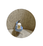 代弁インコちゃん（個別スタンプ：12）