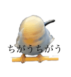 代弁インコちゃん（個別スタンプ：15）