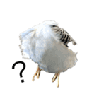 代弁インコちゃん（個別スタンプ：16）