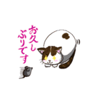 色んな柄の敬語猫ちゃん（個別スタンプ：24）