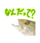 シュールな魚スタンプ（個別スタンプ：1）