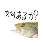 シュールな魚スタンプ（個別スタンプ：8）