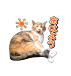 三毛猫・キジ白猫の日常スタンプ（個別スタンプ：1）