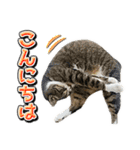 三毛猫・キジ白猫の日常スタンプ（個別スタンプ：2）