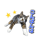 三毛猫・キジ白猫の日常スタンプ（個別スタンプ：3）