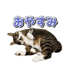 三毛猫・キジ白猫の日常スタンプ（個別スタンプ：4）
