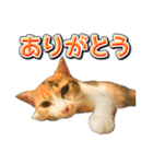 三毛猫・キジ白猫の日常スタンプ（個別スタンプ：5）