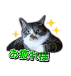 三毛猫・キジ白猫の日常スタンプ（個別スタンプ：7）