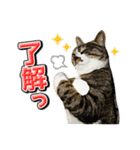 三毛猫・キジ白猫の日常スタンプ（個別スタンプ：8）