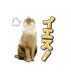 三毛猫・キジ白猫の日常スタンプ（個別スタンプ：9）