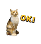三毛猫・キジ白猫の日常スタンプ（個別スタンプ：10）