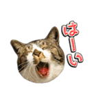 三毛猫・キジ白猫の日常スタンプ（個別スタンプ：11）