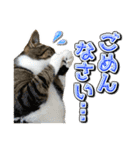 三毛猫・キジ白猫の日常スタンプ（個別スタンプ：12）