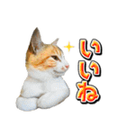 三毛猫・キジ白猫の日常スタンプ（個別スタンプ：13）