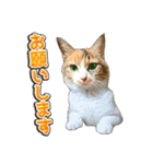 三毛猫・キジ白猫の日常スタンプ（個別スタンプ：14）