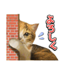 三毛猫・キジ白猫の日常スタンプ（個別スタンプ：15）