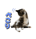 三毛猫・キジ白猫の日常スタンプ（個別スタンプ：16）