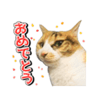 三毛猫・キジ白猫の日常スタンプ（個別スタンプ：17）