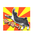 三毛猫・キジ白猫の日常スタンプ（個別スタンプ：18）