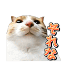 三毛猫・キジ白猫の日常スタンプ（個別スタンプ：21）