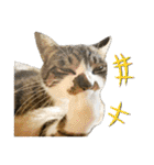 三毛猫・キジ白猫の日常スタンプ（個別スタンプ：22）