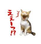 三毛猫・キジ白猫の日常スタンプ（個別スタンプ：23）