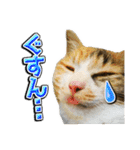 三毛猫・キジ白猫の日常スタンプ（個別スタンプ：24）