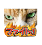 三毛猫・キジ白猫の日常スタンプ（個別スタンプ：25）
