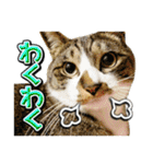 三毛猫・キジ白猫の日常スタンプ（個別スタンプ：26）