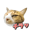 三毛猫・キジ白猫の日常スタンプ（個別スタンプ：28）