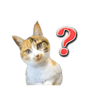 三毛猫・キジ白猫の日常スタンプ（個別スタンプ：30）