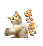 三毛猫・キジ白猫の日常スタンプ（個別スタンプ：31）