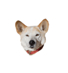 ジグザグ犬のベリーちゃん（個別スタンプ：1）
