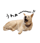 ジグザグ犬のベリーちゃん（個別スタンプ：3）