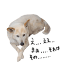 ジグザグ犬のベリーちゃん（個別スタンプ：4）