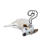 ジグザグ犬のベリーちゃん（個別スタンプ：7）