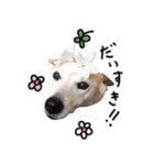 ジグザグ犬のベリーちゃん（個別スタンプ：9）