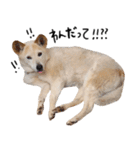 ジグザグ犬のベリーちゃん（個別スタンプ：10）