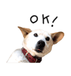 ジグザグ犬のベリーちゃん（個別スタンプ：11）