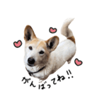 ジグザグ犬のベリーちゃん（個別スタンプ：13）