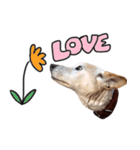 ジグザグ犬のベリーちゃん（個別スタンプ：14）