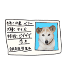 ジグザグ犬のベリーちゃん（個別スタンプ：15）