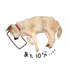 ジグザグ犬のベリーちゃん（個別スタンプ：16）