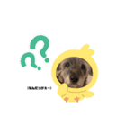 ふーたスタンプ1（個別スタンプ：20）