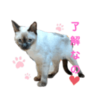 凛ちゃんなの②仲間もいるなの（個別スタンプ：1）