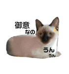 凛ちゃんなの②仲間もいるなの（個別スタンプ：3）